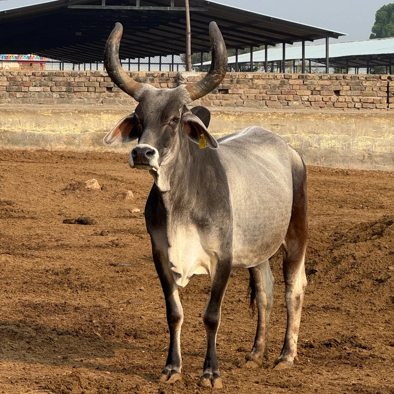 Bhidbhanjan Varahi Gau