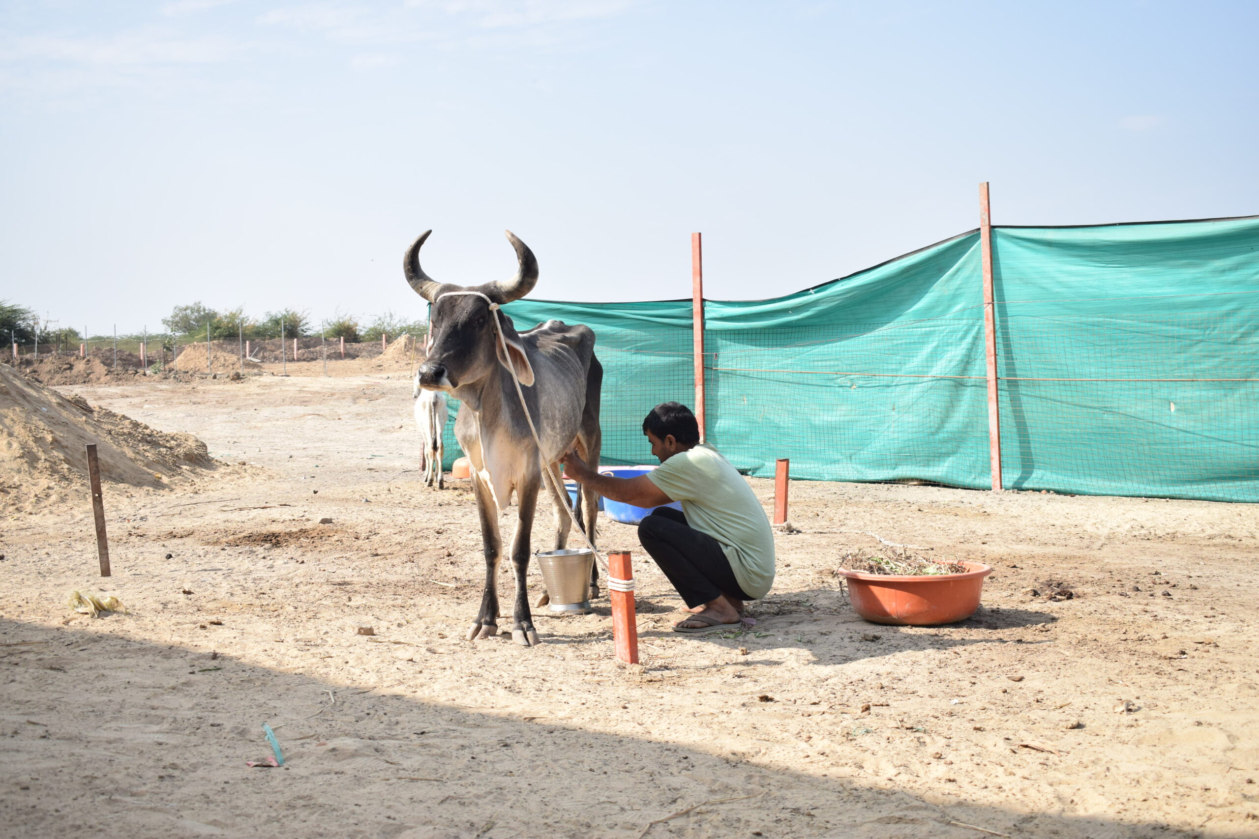 Bhareshwar Gau Shala