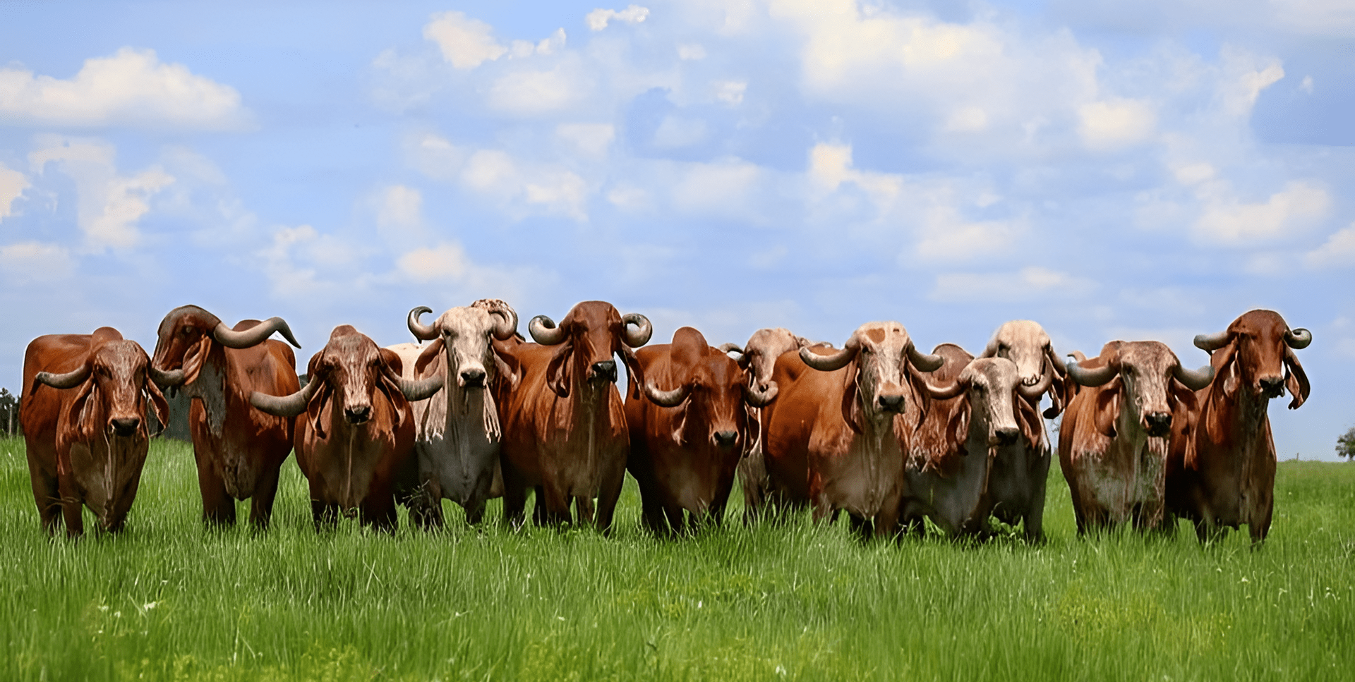 gaulok cow banner 3 min