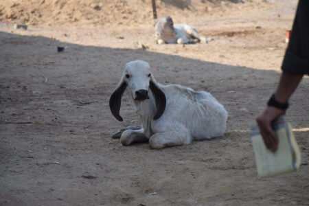 Bhareshwar Gau Ma 7