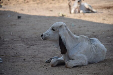 Bhareshwar Gau Ma 01