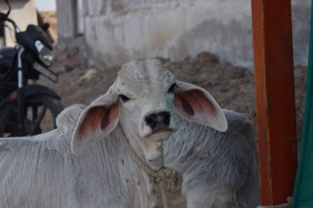 Bhareshwar Gau Ma 02