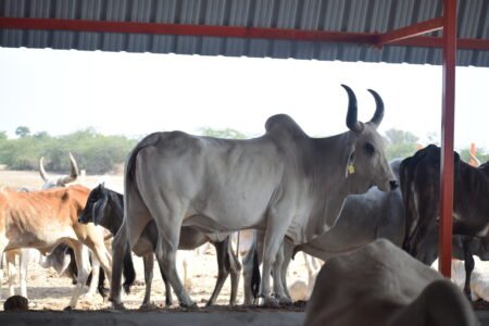 Bhareshwar Gau Ma 03