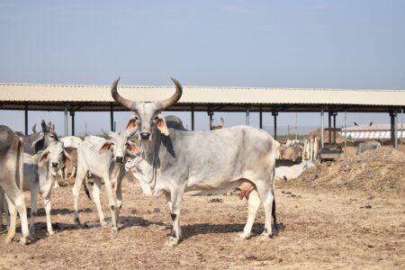 Bhareshwar Gau Ma 04
