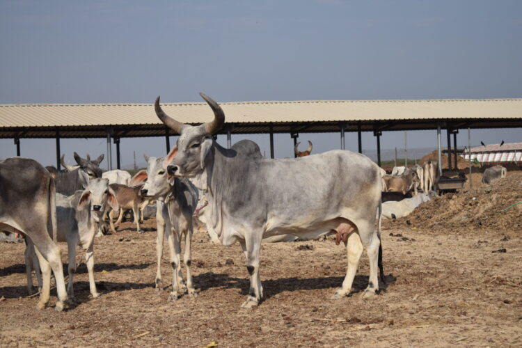 Home 4 Bhareshwar HomePage