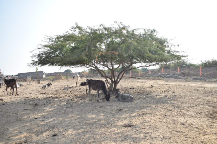 Home 5 Bhareshwar HomePage img 01