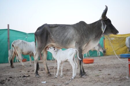 Bhareshwar kid feeding